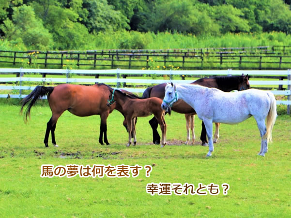 馬のあらわれる夢の意味とは？