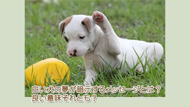 白い犬の夢の意味とは、吉夢、それとも！犬の夢の意味について、解説しています。