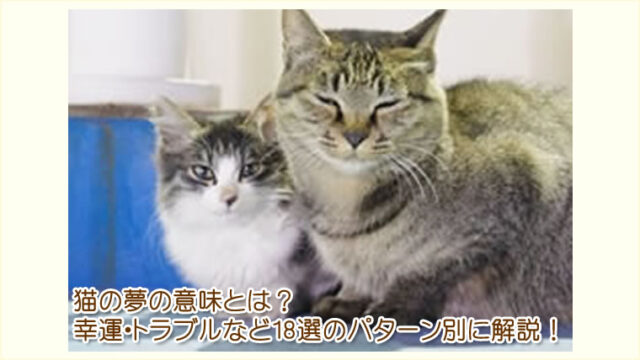 猫の夢の意味を１８パターンについて解説しています。幸運？それとも？