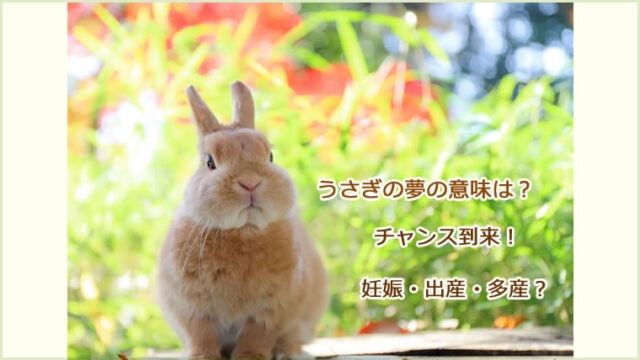 うさぎの夢の意味24選！縁起の良い夢、チャンス到来も！
